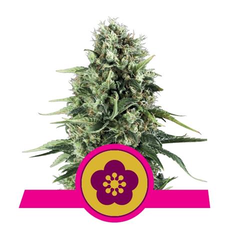 Power Flower X3 - Royal Queen Seeds