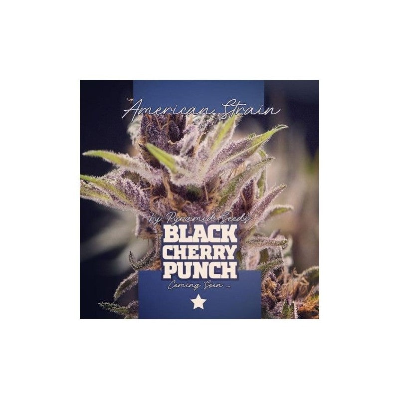 Pyramid Seeds Black Cherry Punch (1ud)