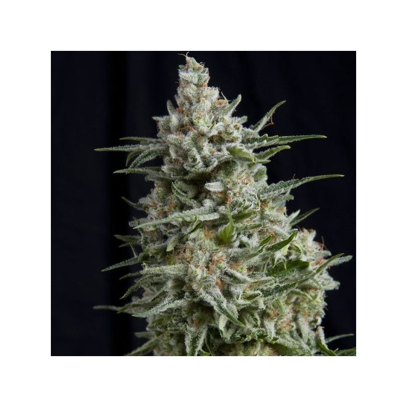 Pyramid Seeds CBD Anesthesia (3uds)