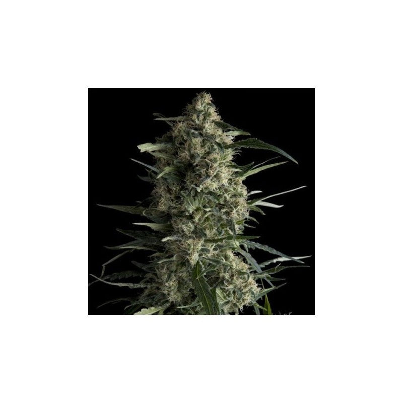 Pyramid Seeds CBD Galaxy (3uds)
