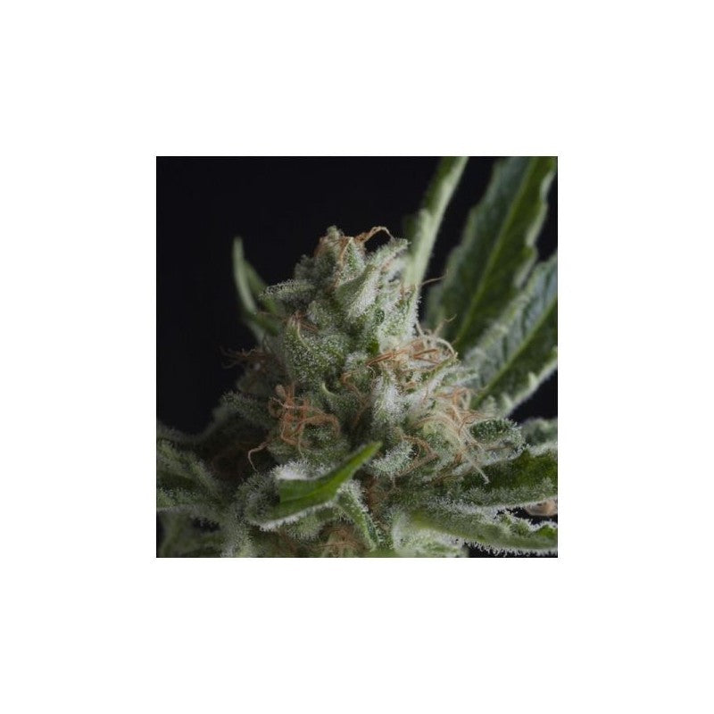 Pyramid Seeds CBD Shark (3uds)