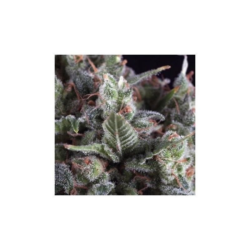 Pyramid Seeds Olympia (1ud)