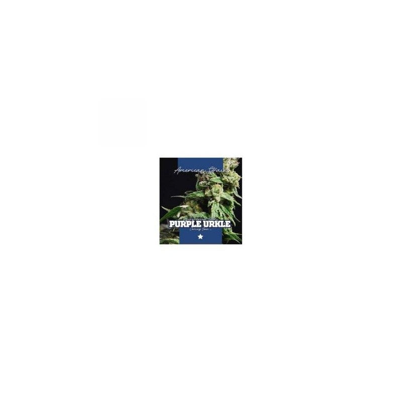 Pyramid Seeds Purple Urkle (3uds)