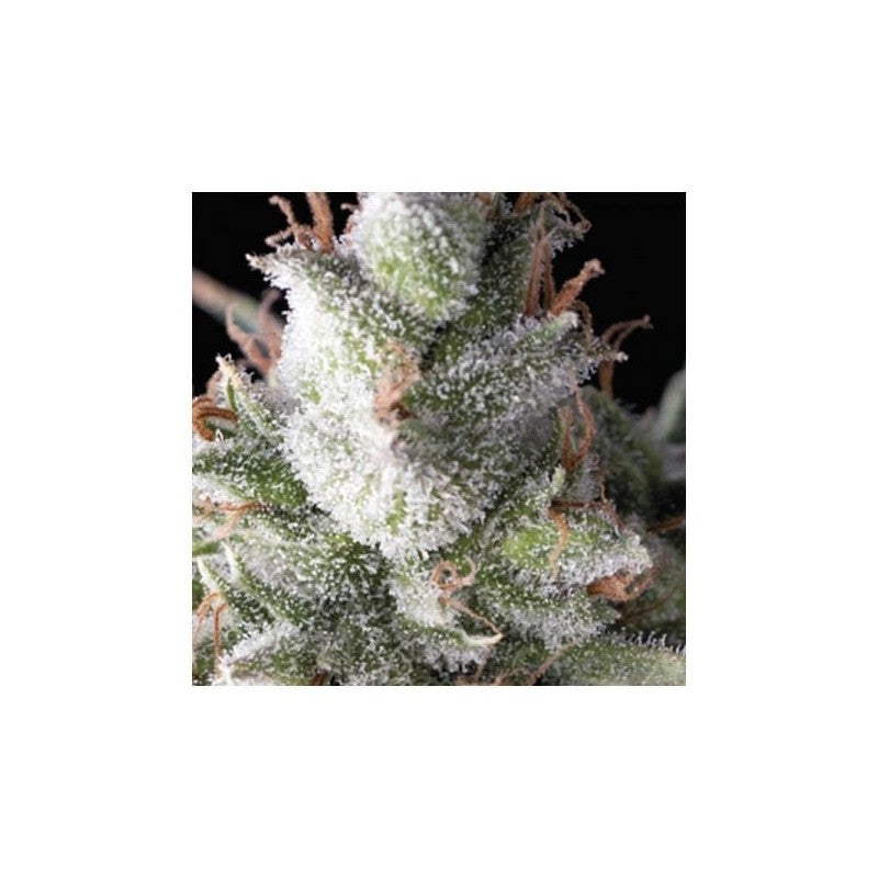 Pyramid Seeds Ramses (1ud)