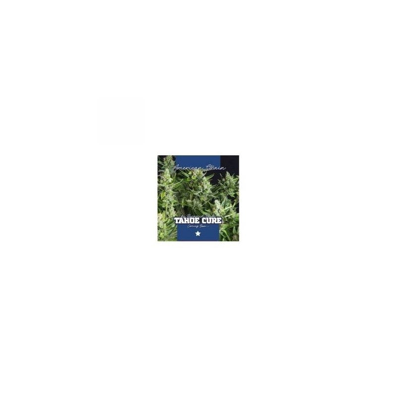 Pyramid Seeds Tahoe Cure (3uds)
