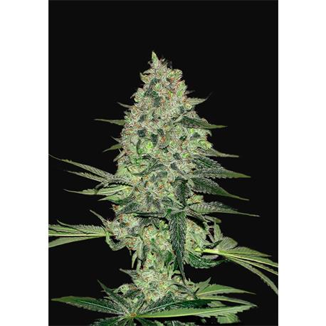 Rhino Ryder Auto X3 - FastBuds