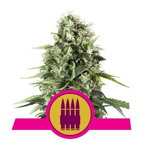 Royal AK X1 - Royal Queen Seeds