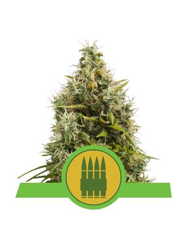 Royal AK X10 - Royal Queen Seeds