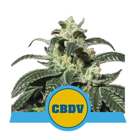 Royal CBDV Auto X3 - Royal Queen Seeds
