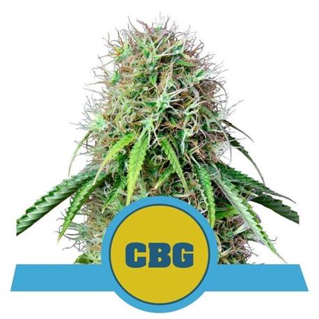 Royal CBG Auto X1 - Royal Queen Seeds