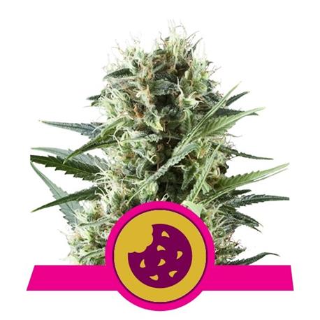 Royal Cookies X1 - Royal Queen Seeds