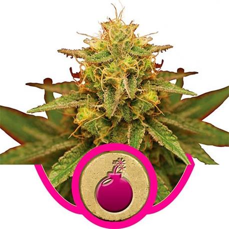 Royal Domina X3 - Royal Queen Seeds