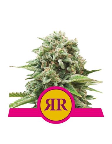 Royal Runtz X1 FEM - Royal Queen Seeds