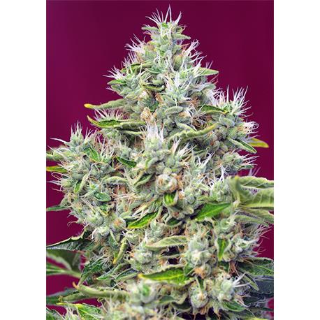 San Fernando Lemon Kush X3+1 - Sweet Seeds