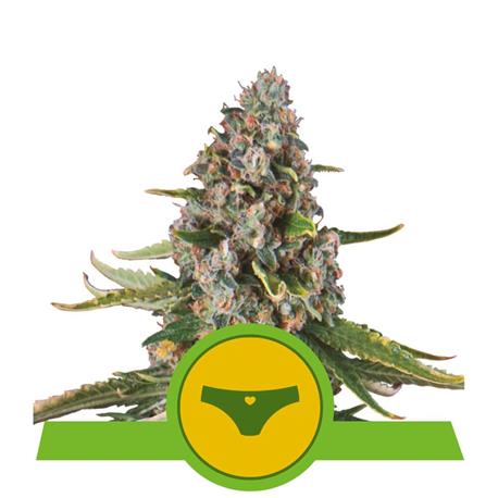 Sherbet Queen Auto X1 - Royal Queen Seeds