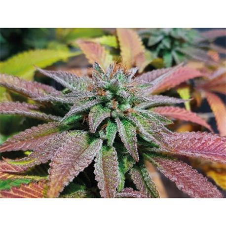 Sherbet Queen X1 - Royal Queen Seeds