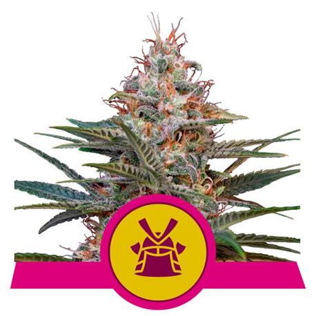 Shogun X1 - Royal Queen Seeds
