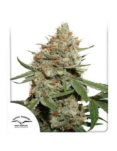 Skunk 11 X3 - Dutch Passion