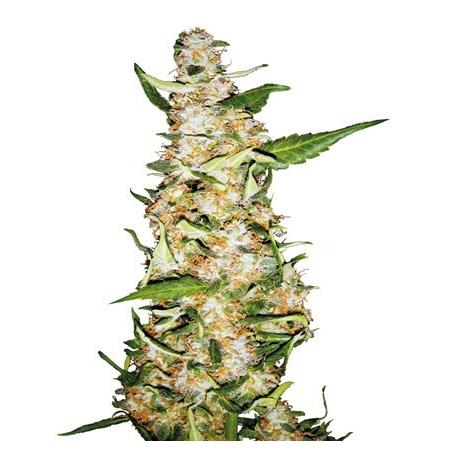 Skunk N1 Automatic X3 - Sensi Seeds