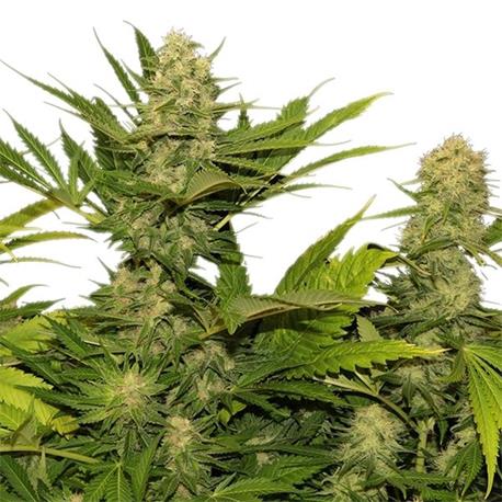 Skunk XL X1 - Royal Queen Seeds