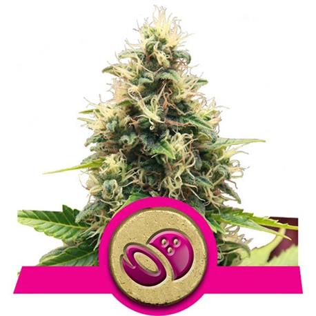 Somango XL X1 - Royal Queen Seeds