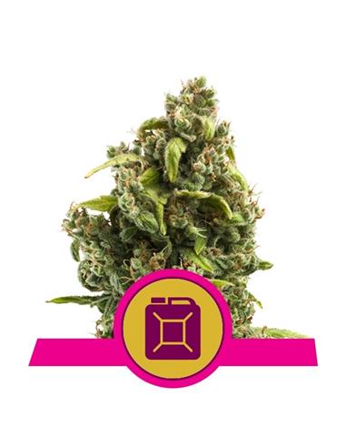 Sour Diesel X1 - Royal Queen Seeds