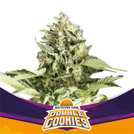 Star Player Double Cookies X2 - BSF Seeds