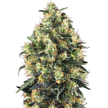 Super Skunk Auto X10 - Sensi Seeds