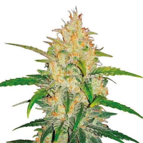 Sweet Zkittlez X3 - Royal Queen Seeds