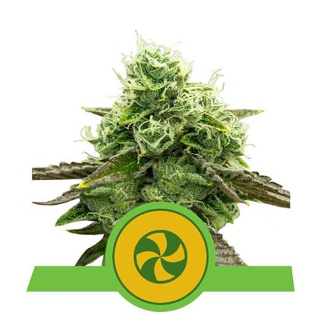 Sweet ZZ Auto X3 - Royal Queen Seeds