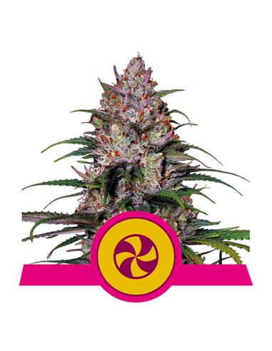 Sweet ZZ X1 FEM - Royal Queen Seeds