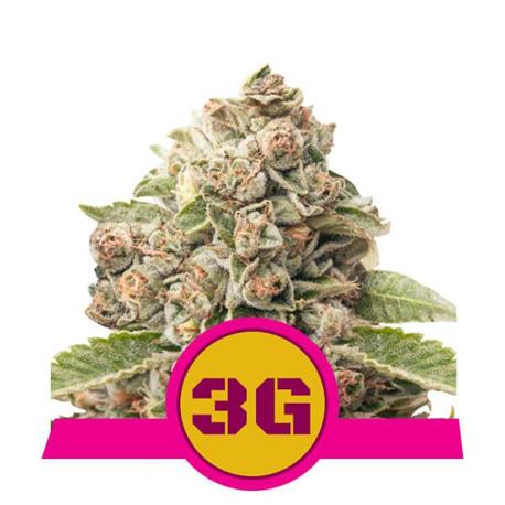 Triple G X1 - Royal Queen Seeds