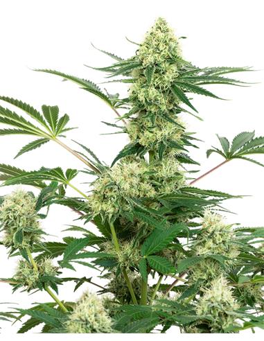 Wedding Cake Fem X3+1 - White Label By Sensi Seeds