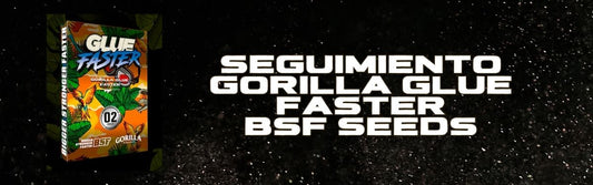 Seguimiento Gorilla Glue Faster - BSF Seeds