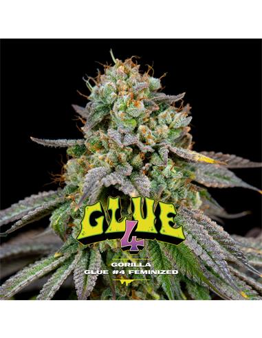 Gorilla Glue 4 GK X12 - Bsf Seeds