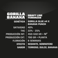 Gorilla Banana X12 - Bsf Seeds