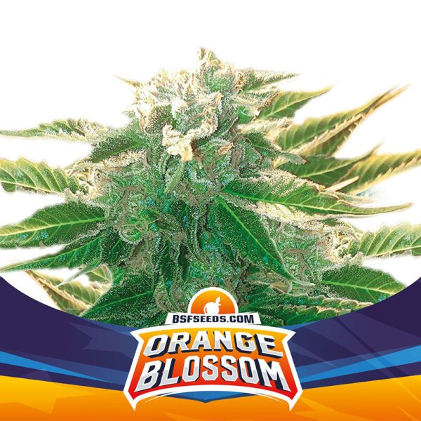 Orange Blossom XXL Auto X4 - BSF Seeds