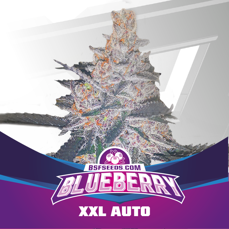 Blueberry Auto XXL X2 - Bsf Seeds