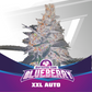 Blueberry Auto XXL X4 - Bsf Seeds