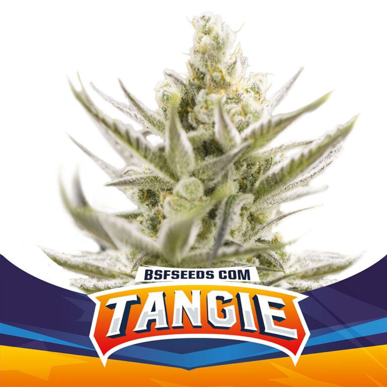 Tangie Auto XXL X12 - BSF Seeds