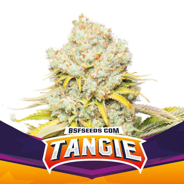 Tangie X12 - BSF Seeds