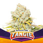 Tangie X4 - BSF Seeds