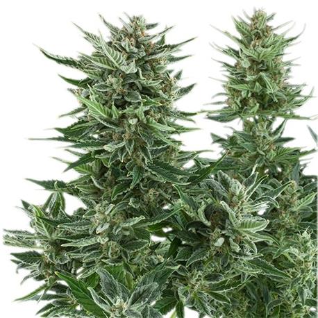 Auto Easy Bud X3 - Royal Queen Seeds