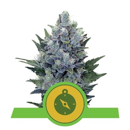 Auto Northern Light X10 - Royal Queen Seeds