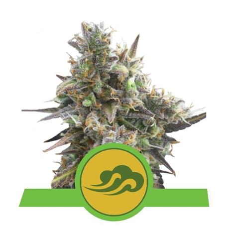 Auto Royal Bluematic X10 - Royal Queen Seeds