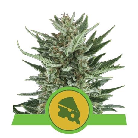 Auto Royal Cheese X10 - Royal Queen Seeds