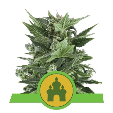 Auto Royal Kush X10 - Royal Queen Seeds