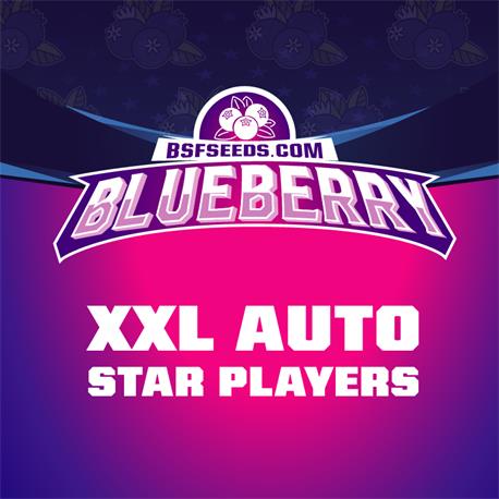Blueberry Auto XXL X7 - Bsf Seeds