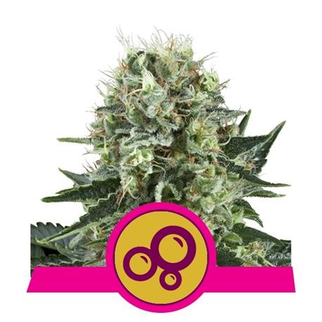 Bubble Kush X3 - Royal Queen Seeds