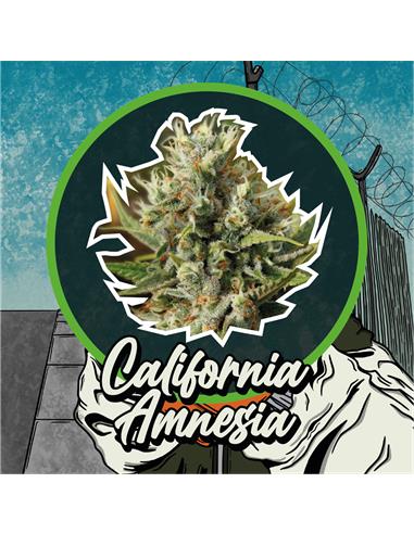 California Amnesia Auto x2 - Delirium seeds